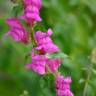 Fotografia 5 da espécie Antirrhinum cirrhigerum do Jardim Botânico UTAD