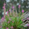 Fotografia 6 da espécie Antirrhinum cirrhigerum do Jardim Botânico UTAD