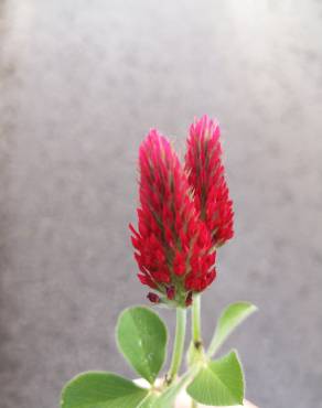 Fotografia 11 da espécie Trifolium incarnatum no Jardim Botânico UTAD