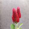 Fotografia 11 da espécie Trifolium incarnatum do Jardim Botânico UTAD