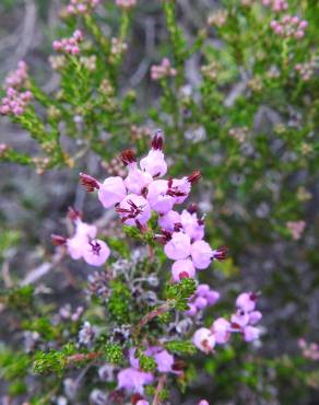 Fotografia 10 da espécie Erica umbellata no Jardim Botânico UTAD