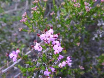 Fotografia da espécie Erica umbellata