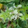 Fotografia 8 da espécie Stachys ocymastrum do Jardim Botânico UTAD