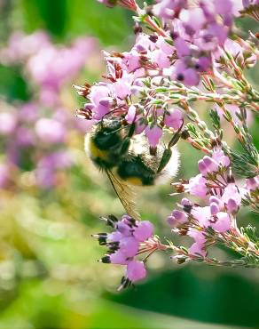 Fotografia 12 da espécie Erica umbellata no Jardim Botânico UTAD