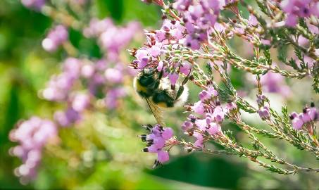 Fotografia da espécie Erica umbellata