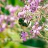 Fotografia 12 da espécie Erica umbellata do Jardim Botânico UTAD