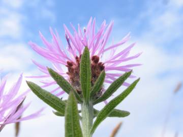 Fotografia da espécie Centaurea nigra subesp. rivularis