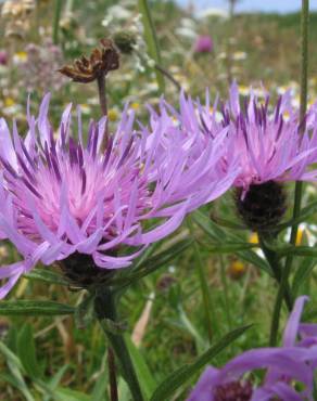 Fotografia 9 da espécie Centaurea nigra subesp. rivularis no Jardim Botânico UTAD