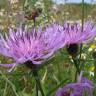 Fotografia 9 da espécie Centaurea nigra subesp. rivularis do Jardim Botânico UTAD