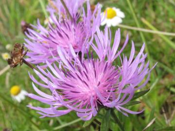 Fotografia da espécie Centaurea nigra subesp. rivularis