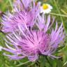 Fotografia 10 da espécie Centaurea nigra subesp. rivularis do Jardim Botânico UTAD