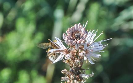 Fotografia da espécie Asphodelus lusitanicus