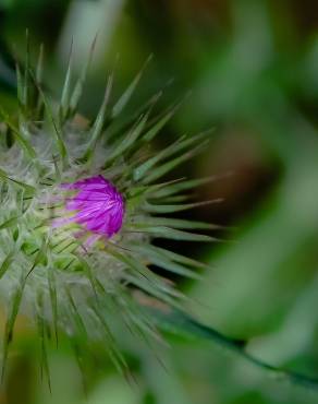 Fotografia 37 da espécie Galactites tomentosa no Jardim Botânico UTAD