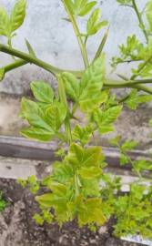 Fotografia da espécie Citrus trifoliata