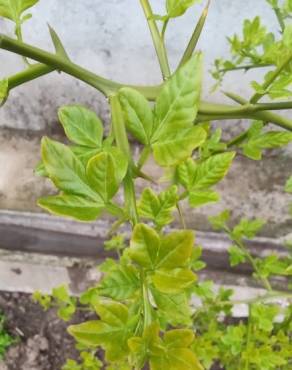 Fotografia 18 da espécie Citrus trifoliata no Jardim Botânico UTAD