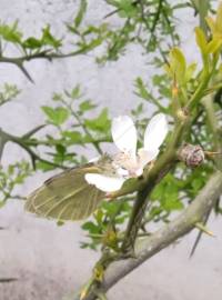 Fotografia da espécie Citrus trifoliata