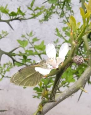 Fotografia 19 da espécie Citrus trifoliata no Jardim Botânico UTAD