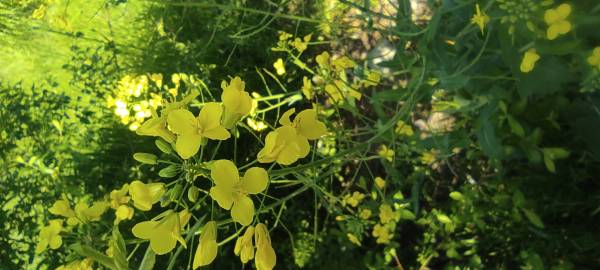 Fotografia da espécie Brassica napus