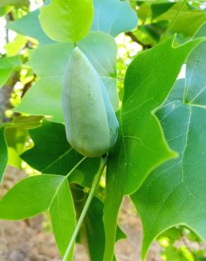 Fotografia 15 da espécie Liriodendron tulipifera no Jardim Botânico UTAD