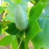 Fotografia 15 da espécie Liriodendron tulipifera do Jardim Botânico UTAD