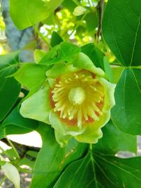 Fotografia da espécie Liriodendron tulipifera