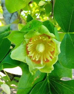 Fotografia 16 da espécie Liriodendron tulipifera no Jardim Botânico UTAD