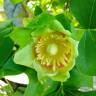 Fotografia 16 da espécie Liriodendron tulipifera do Jardim Botânico UTAD