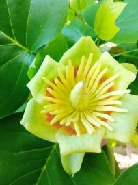 Fotografia da espécie Liriodendron tulipifera