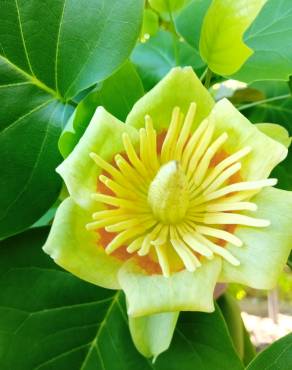 Fotografia 17 da espécie Liriodendron tulipifera no Jardim Botânico UTAD