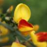 Fotografia 23 da espécie Cytisus scoparius subesp. scoparius do Jardim Botânico UTAD