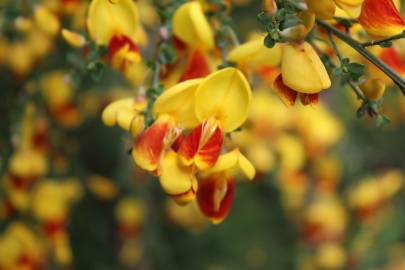 Fotografia da espécie Cytisus scoparius subesp. scoparius