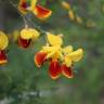 Fotografia 26 da espécie Cytisus scoparius subesp. scoparius do Jardim Botânico UTAD