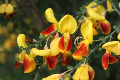 Fotografia da espécie Cytisus scoparius subesp. scoparius