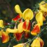 Fotografia 27 da espécie Cytisus scoparius subesp. scoparius do Jardim Botânico UTAD