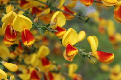 Fotografia da espécie Cytisus scoparius subesp. scoparius