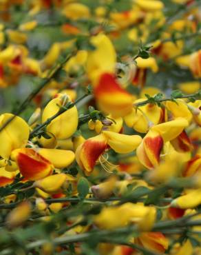 Fotografia 30 da espécie Cytisus scoparius subesp. scoparius no Jardim Botânico UTAD