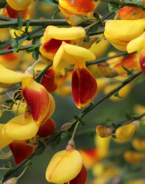 Fotografia 31 da espécie Cytisus scoparius subesp. scoparius no Jardim Botânico UTAD