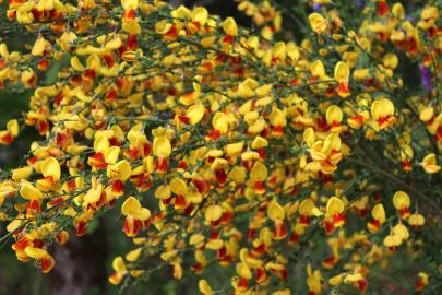 Fotografia da espécie Cytisus scoparius subesp. scoparius