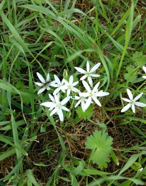 Fotografia 1 da espécie Ornithogalum orthophyllum subesp. baeticum no Jardim Botânico UTAD