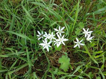 Fotografia da espécie Ornithogalum orthophyllum subesp. baeticum