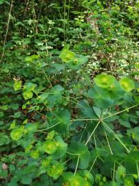 Fotografia da espécie Euphorbia amygdaloides subesp. amygdaloides