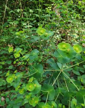 Fotografia 6 da espécie Euphorbia amygdaloides subesp. amygdaloides no Jardim Botânico UTAD