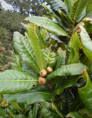 Quercus humboldtii