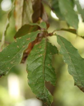 Fotografia 2 da espécie Quercus humboldtii no Jardim Botânico UTAD