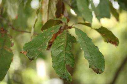 Fotografia da espécie Quercus humboldtii
