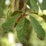 Fotografia 2 da espécie Quercus humboldtii do Jardim Botânico UTAD