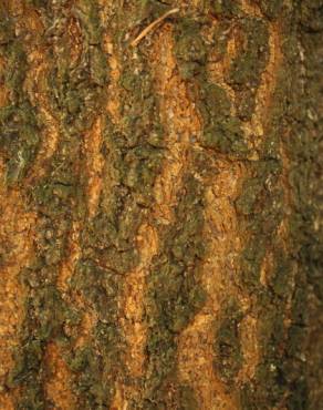 Fotografia 3 da espécie Quercus humboldtii no Jardim Botânico UTAD