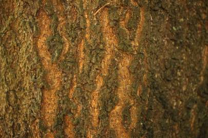 Fotografia da espécie Quercus humboldtii