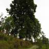 Fotografia 4 da espécie Quercus humboldtii do Jardim Botânico UTAD