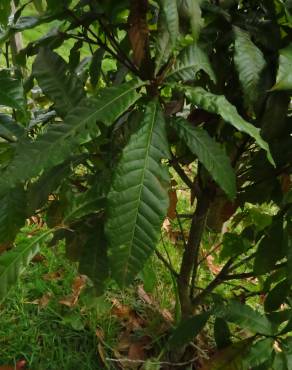 Fotografia 5 da espécie Quercus humboldtii no Jardim Botânico UTAD